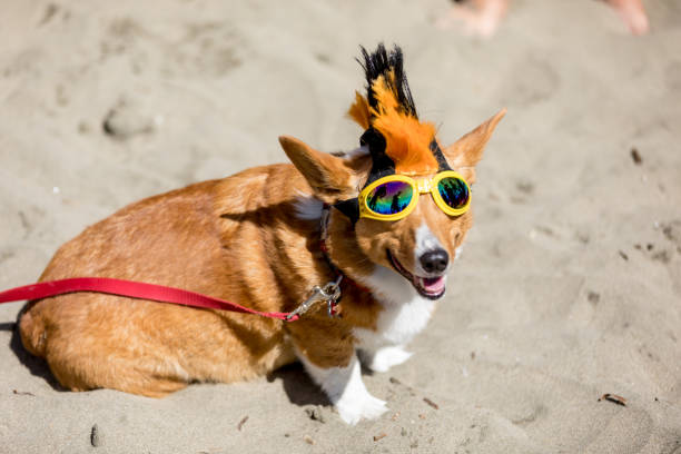istock Northern California Corgi Con 698420938