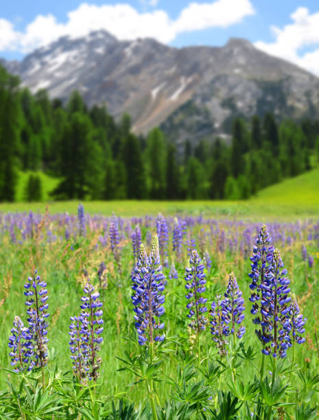 istock Lupine flowers on mountain meadow. 698421682