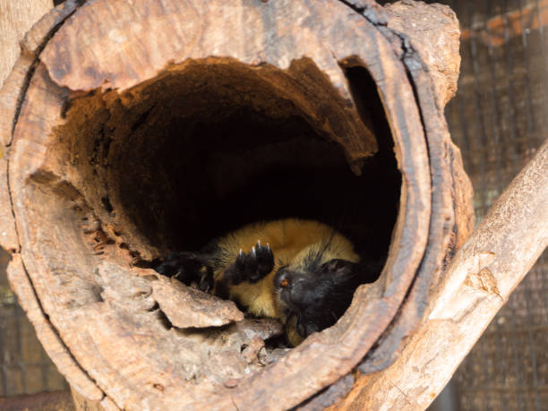 istock Grey Squirrel peers out of a hole in a tree 698425280