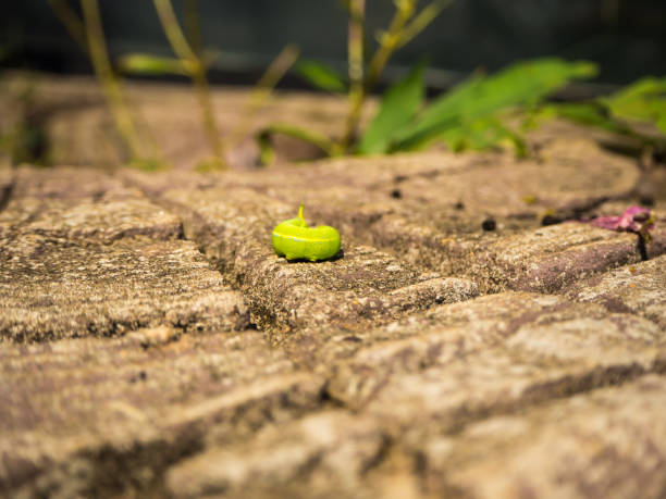 istock The green worm on the timber. 698426748
