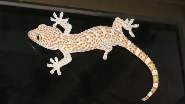 istock Tropical reptile Gekkon 698436468