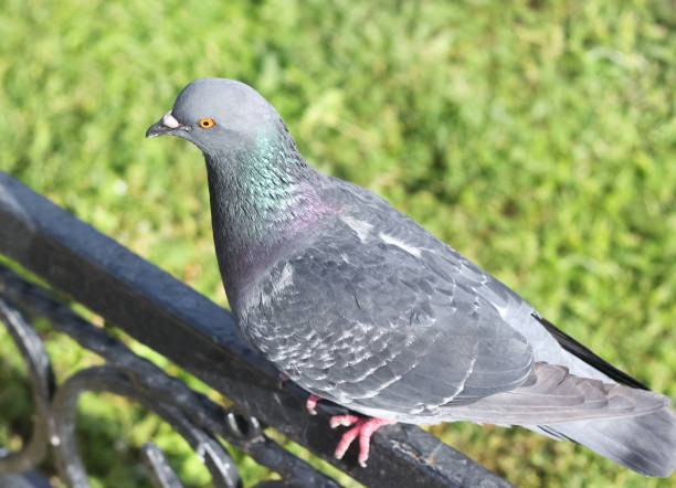 istock Pigeon sitting on the fence 698437286