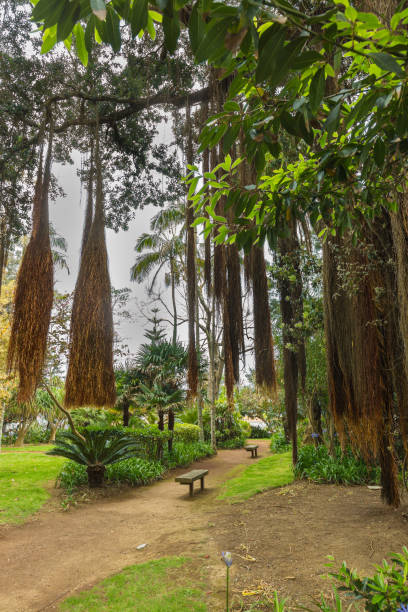 istock Antonio Borges Botanical Garden in Ponta Delgada 698437632