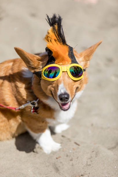 istock Northern California Corgi Con 698441300