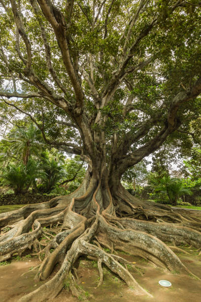 istock Antonio Borges Botanical Garden in Ponta Delgada 698443688