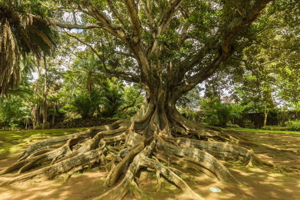 istock Antonio Borges Botanical Garden in Ponta Delgada 698444110