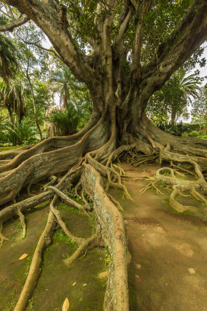 istock Antonio Borges Botanical Garden in Ponta Delgada 698444780