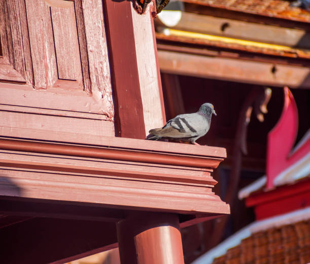 istock pigeon is standing by the window made from wood 698445324