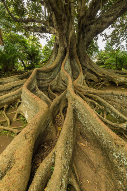 istock Antonio Borges Botanical Garden in Ponta Delgada 698445344