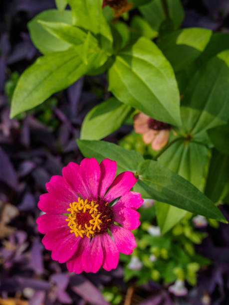 istock pink zinnia on nature background 698445808