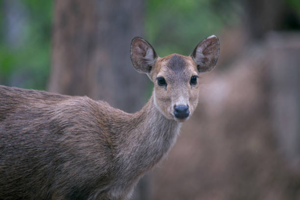 istock Deer free in zoo, Thailand 698454948