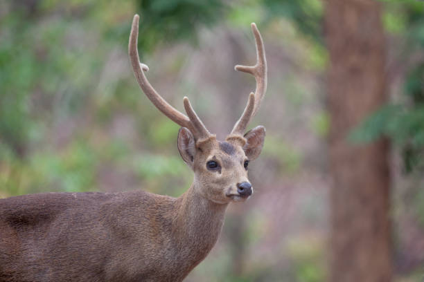 istock Deer free in zoo, Thailand 698455286