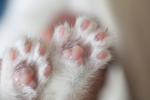 white Cuddle paw pads