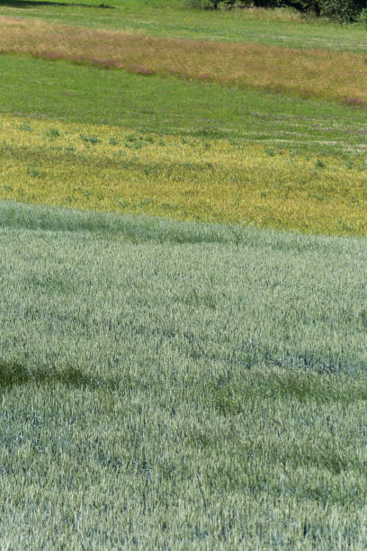 istock young meadow and cornfield in summer in south german countryside 698495574