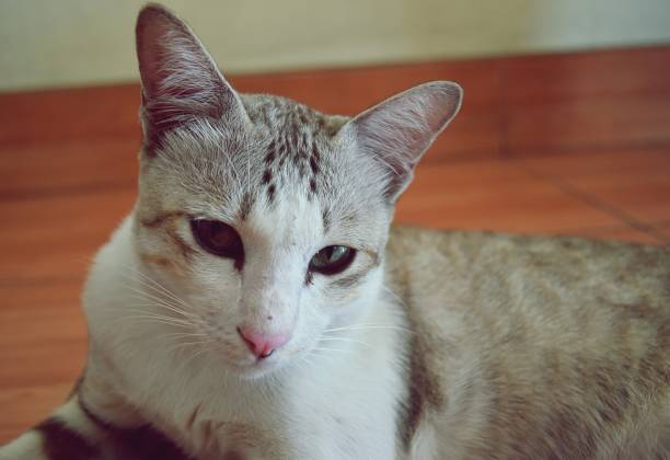 Close - up white striped face with pink nose and green eyes of The gray  tabby cat