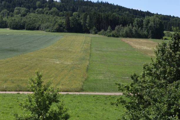 istock young meadow and cornfield in summer in south german countryside 698505478