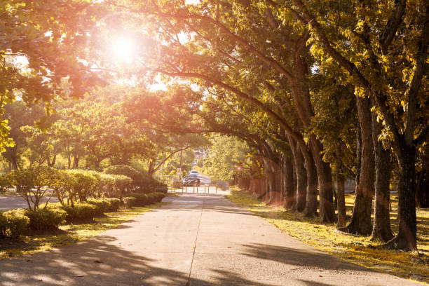 istock Autumn garden ray of light 698507470