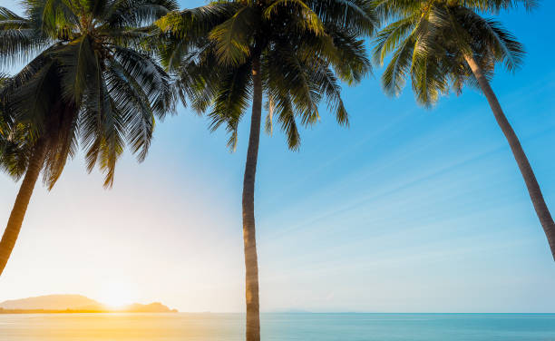 istock Sunset on the sea with 3 coconut palm tree 698508474
