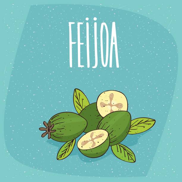 ilustraciones, imágenes clip art, dibujos animados e iconos de stock de frutas de guayaba piña madura aislado o feijoa - feijoo
