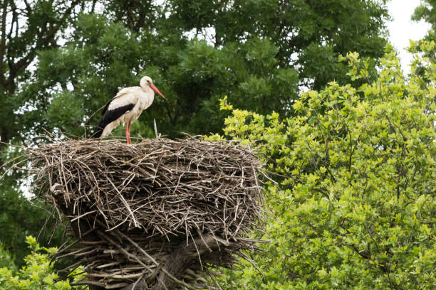 European white stork (Ciconia ciconia) nestlings in a nest in the wild