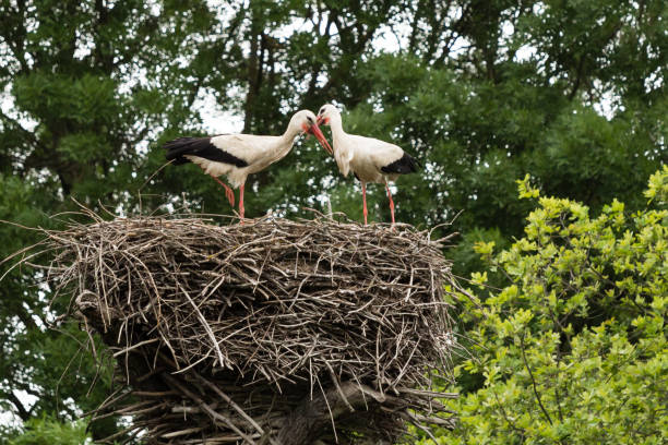 istock European white stork (Ciconia ciconia) in a nest 698534938