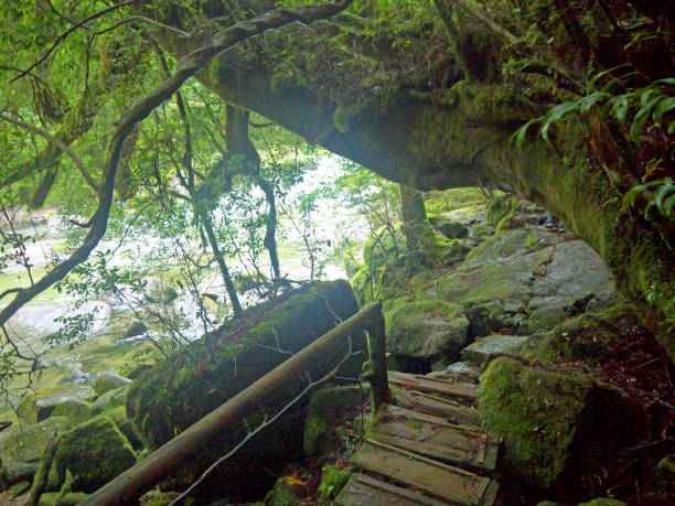 istock Yakushima hiking trail 698535274