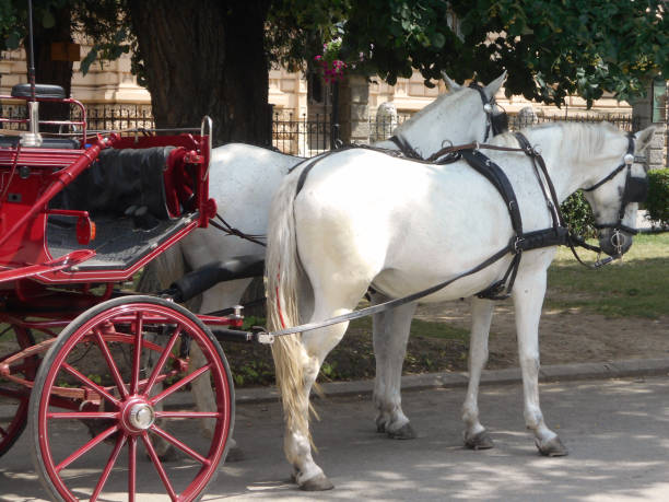 istock Two white horses, coupled into a carriage, standing in the shade of a lime tree 698541058