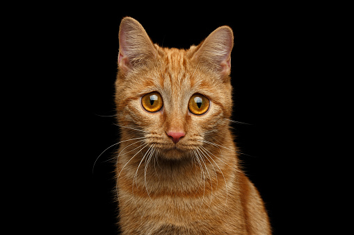 lovely Abyssinian cat portrait, side view, close-up, looking up.