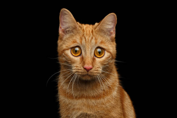 ginger-cat-on-isolated-black-background.jpg