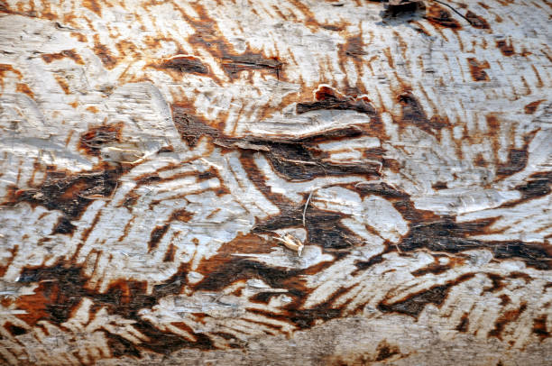 istock The texture of a tree without bark with traces of beaver teeth. 698552096