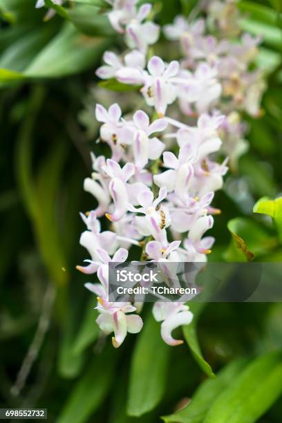 Hoa Lan Đuôi Cáo Hoặc Hoa Retusa Rhynchostylis Màu Trắng Và Đốm ...