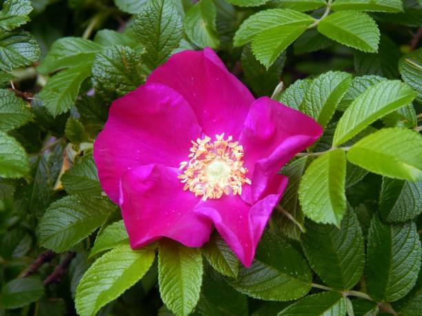 istock Wild Rose of a dogrose close-up 698556678