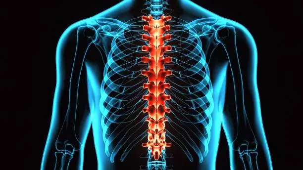 In vertebrates, thoracic vertebrae compose the middle segment of the vertebral column, between the cervical vertebrae and the lumbar vertebrae.