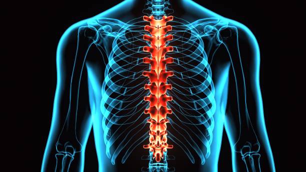 ilustração 3d do spinal cord (vértebras torácicas) uma parte da anatomia do esqueleto humano - peito - fotografias e filmes do acervo