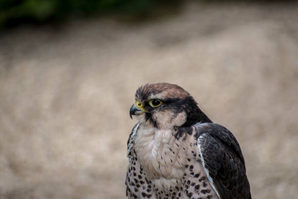 istock Lanner Falcon , a small but ferocious bird of prey. 698563020