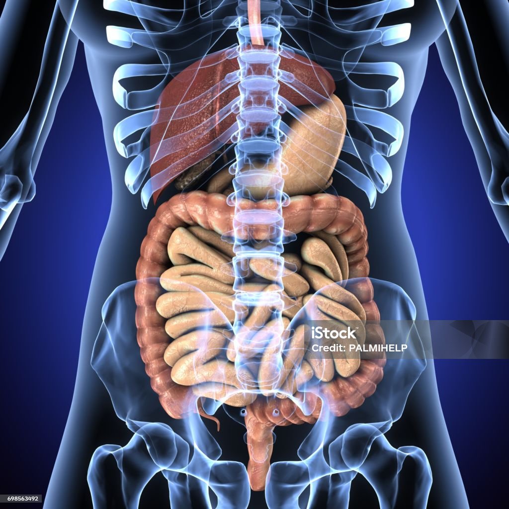 3d illustrationn of human body digenetive system The human digestive system consists of the gastrointestinal tract plus the accessory organs of digestion . In this system, the process of digestion has many stages, the first of which starts in the mouth. Digestion involves the breakdown of food into smaller and smaller components, until they can be absorbed and assimilated into the body Anatomy Stock Photo