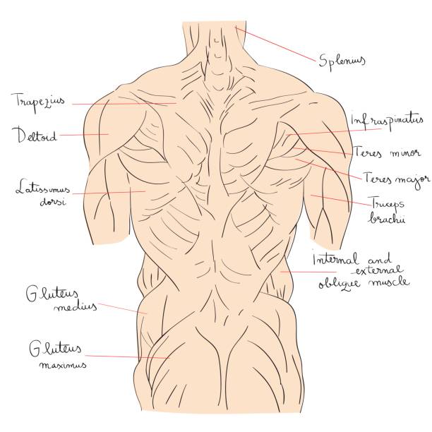 ilustraciones, imágenes clip art, dibujos animados e iconos de stock de vista con el texto posterior de los músculos del torso - dorsal interosseous muscle