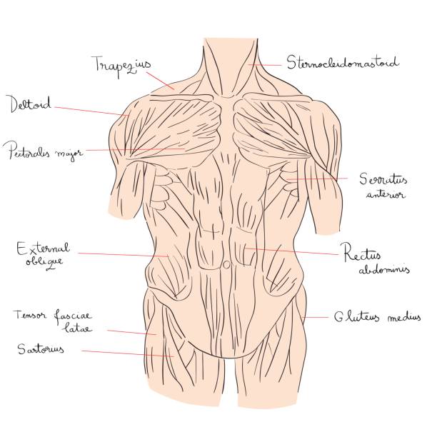 Musclrd Front View 80+ Drawing Of Male Muscular Anatomy Front View Stock Illustrations ...