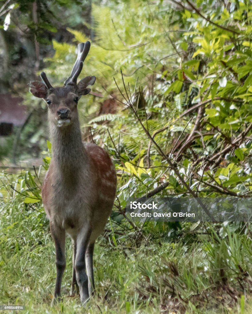 Irish Red Deer Stock Photo - Download Image Now - Ireland, Red Deer - Animal, County Kerry - iStock Irish Red Deer Stock Photo - Download Image Now - Ireland, Red Deer - Animal, County Kerry - iStock