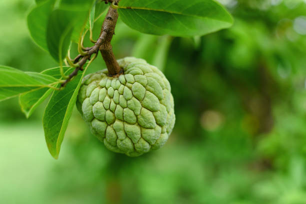 Custard apple branch on tree Custard apple branch on tree noni fruit stock pictures, royalty-free photos & images