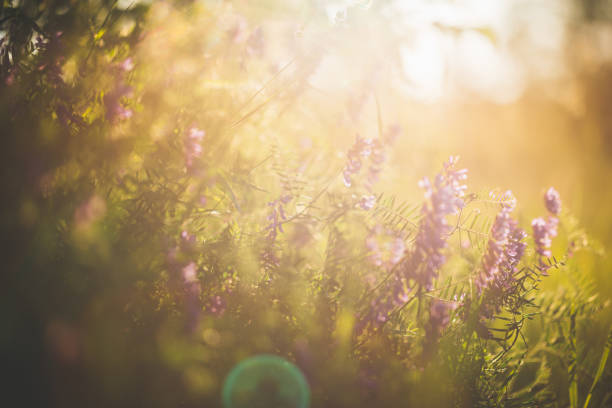 istock Summer meadow with fetch in evening sunlight 698577102