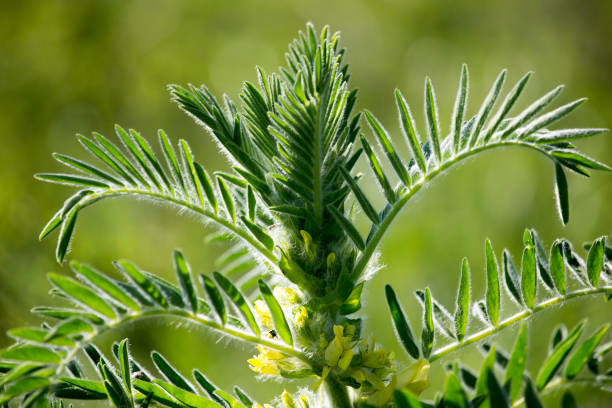 istock Leaves are beautiful in nature 698582142