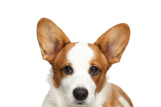 istock Welsh Corgi Cardigan Dog on Isolated White Background 698582298