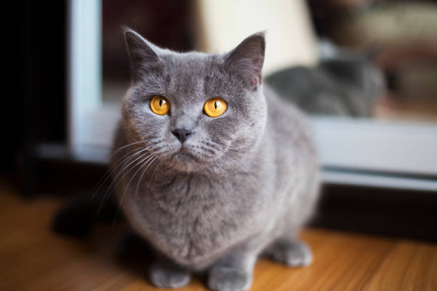 istock british shorthair cat with orange eyes. 698582586