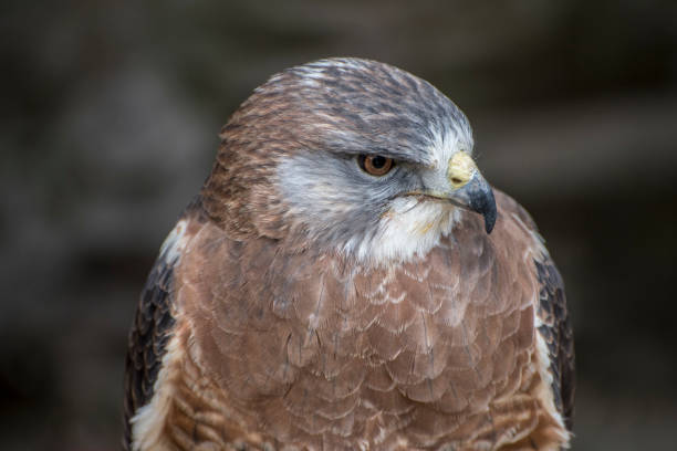 istock Ferruginous Falcon on the lookout for prey. 698583796