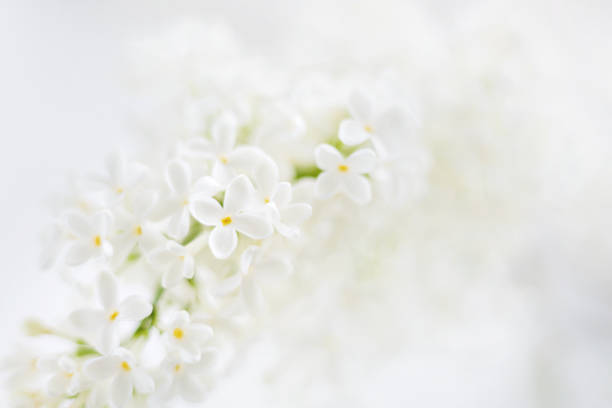 istock Lilac (Syringa) flowers on white background. Place for text. 698584104