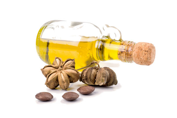 istock Image of sacha inchi peanut seed on white background 698589958