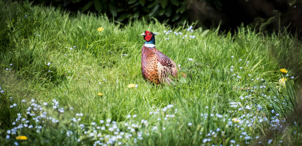 istock Colourful male pheasant hunting for mate in a spring field. 698602902