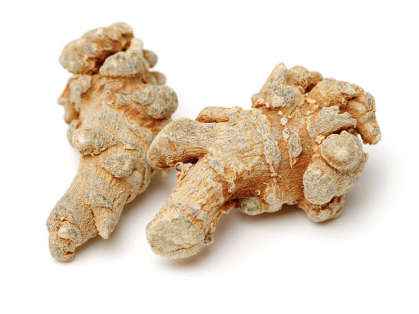 notoginseng, medicina tradizionale cinese (chinses angelica, angelica herb root) su sfondo bianco - angelica root root tip chinese culture foto e immagini stock