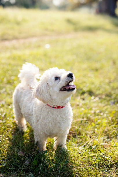 istock Cute doggy in the park 698603678